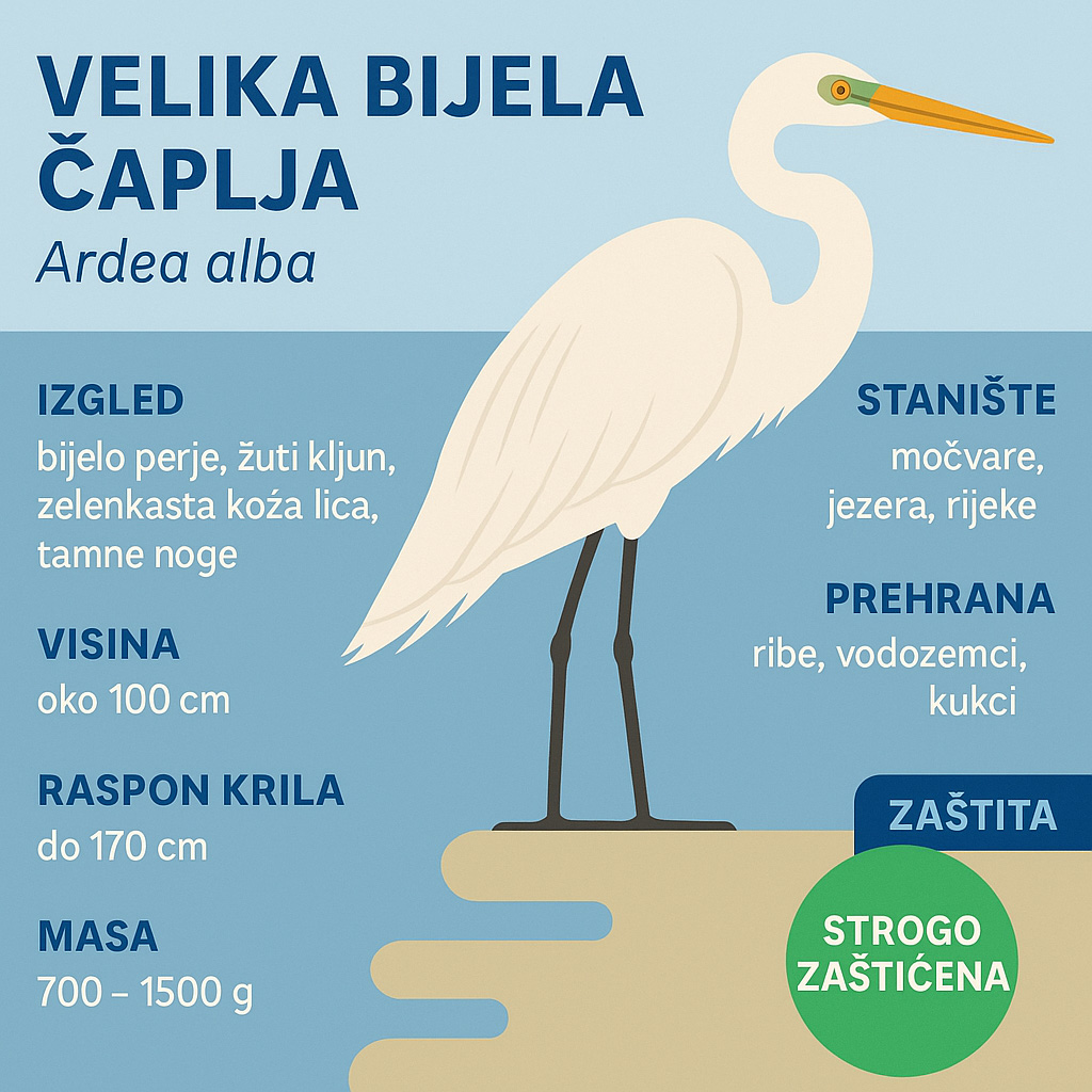 velika bijela čaplja, Ardea alba