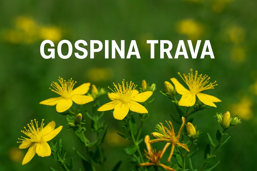 gospina trava