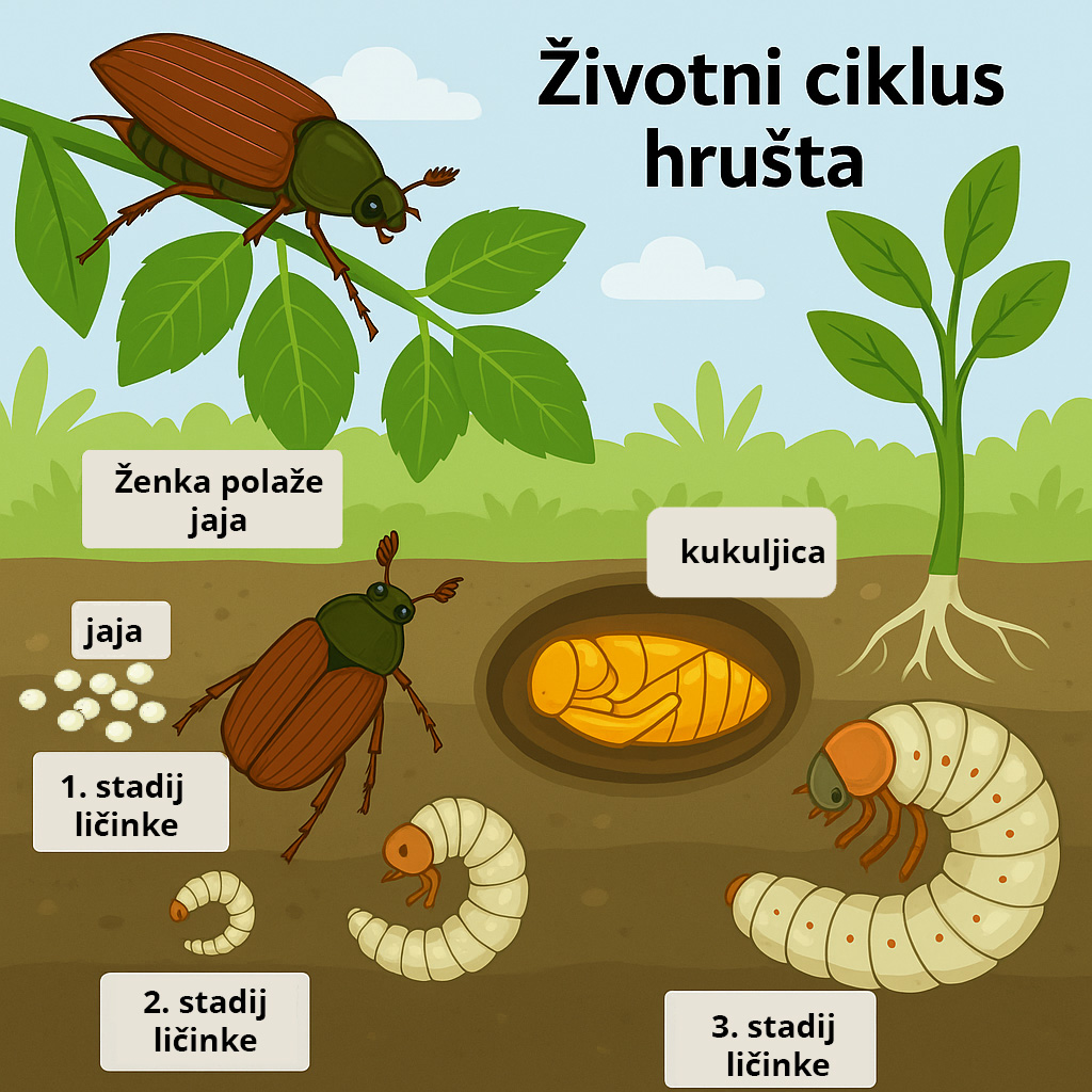 Melolontha melolontha, hrušt