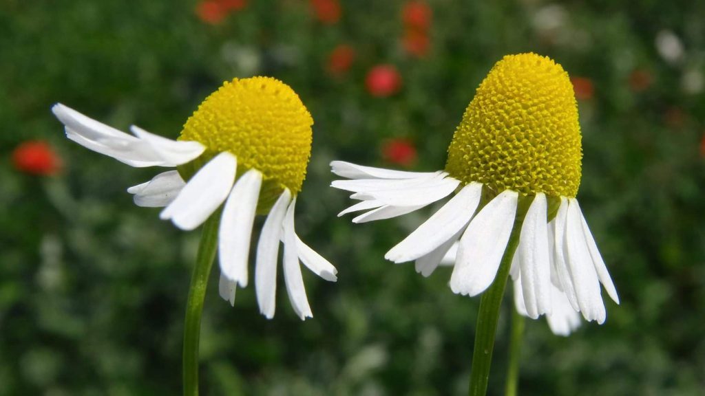 kamilica, Matricaria chamomilla