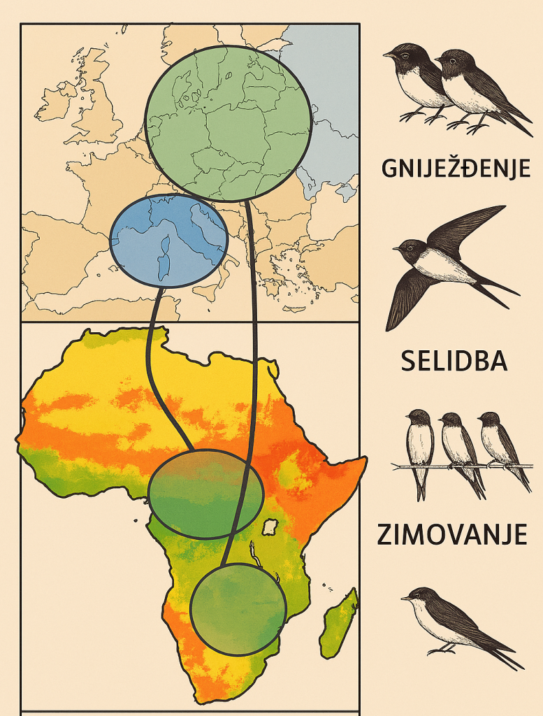lastavica, selidba, migracija