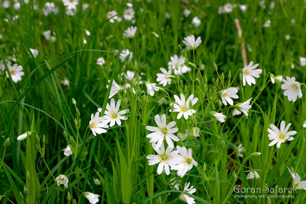 Velika mišjakinja, Stellaria holostea