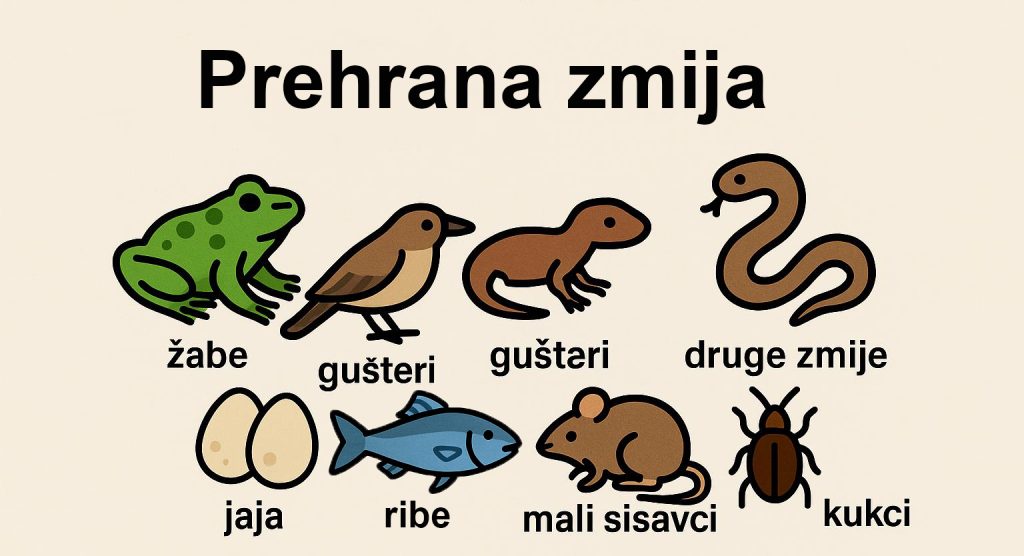 zmije, prehrana,zmija,