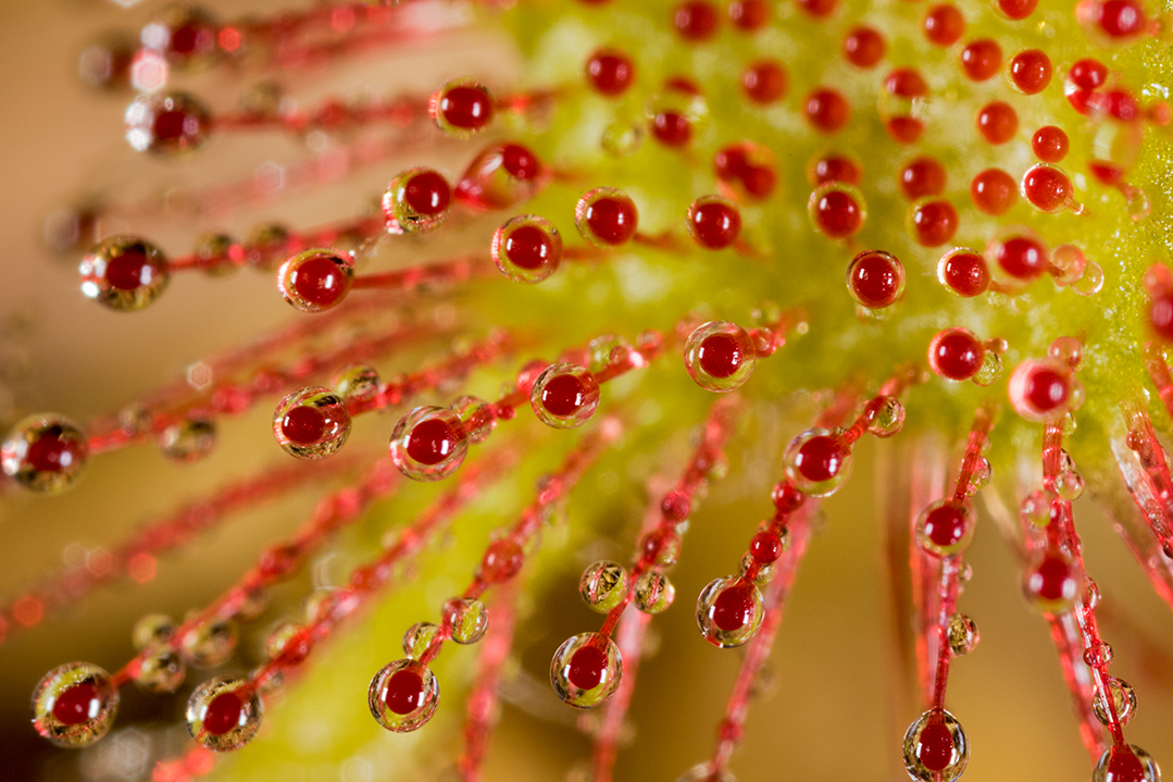 Okruglolisna rosika – biljka mesožderka