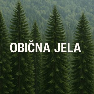 Jela – kraljica planinskih šuma