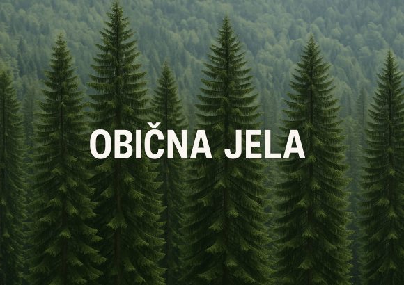 Jela – kraljica planinskih šuma