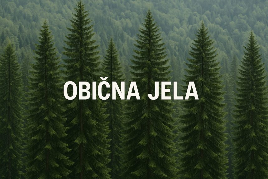 Jela – kraljica planinskih šuma