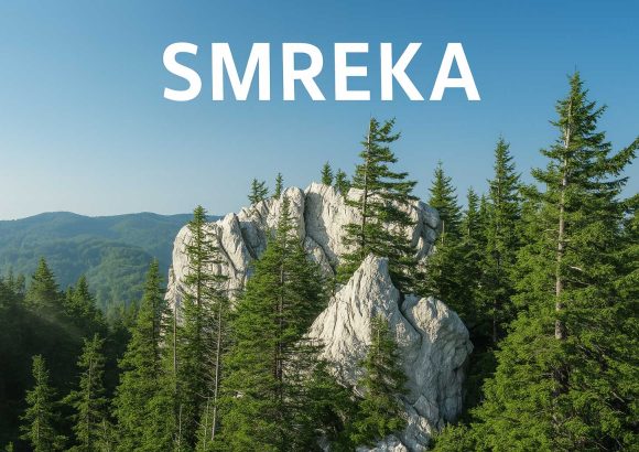 smreka, Picea abies)