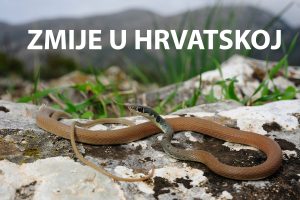 zmije, hrvatska