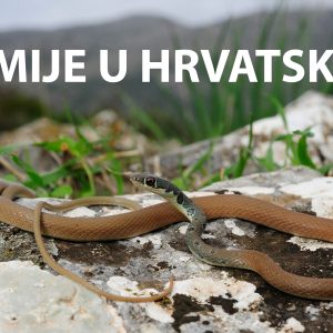 zmije, hrvatska