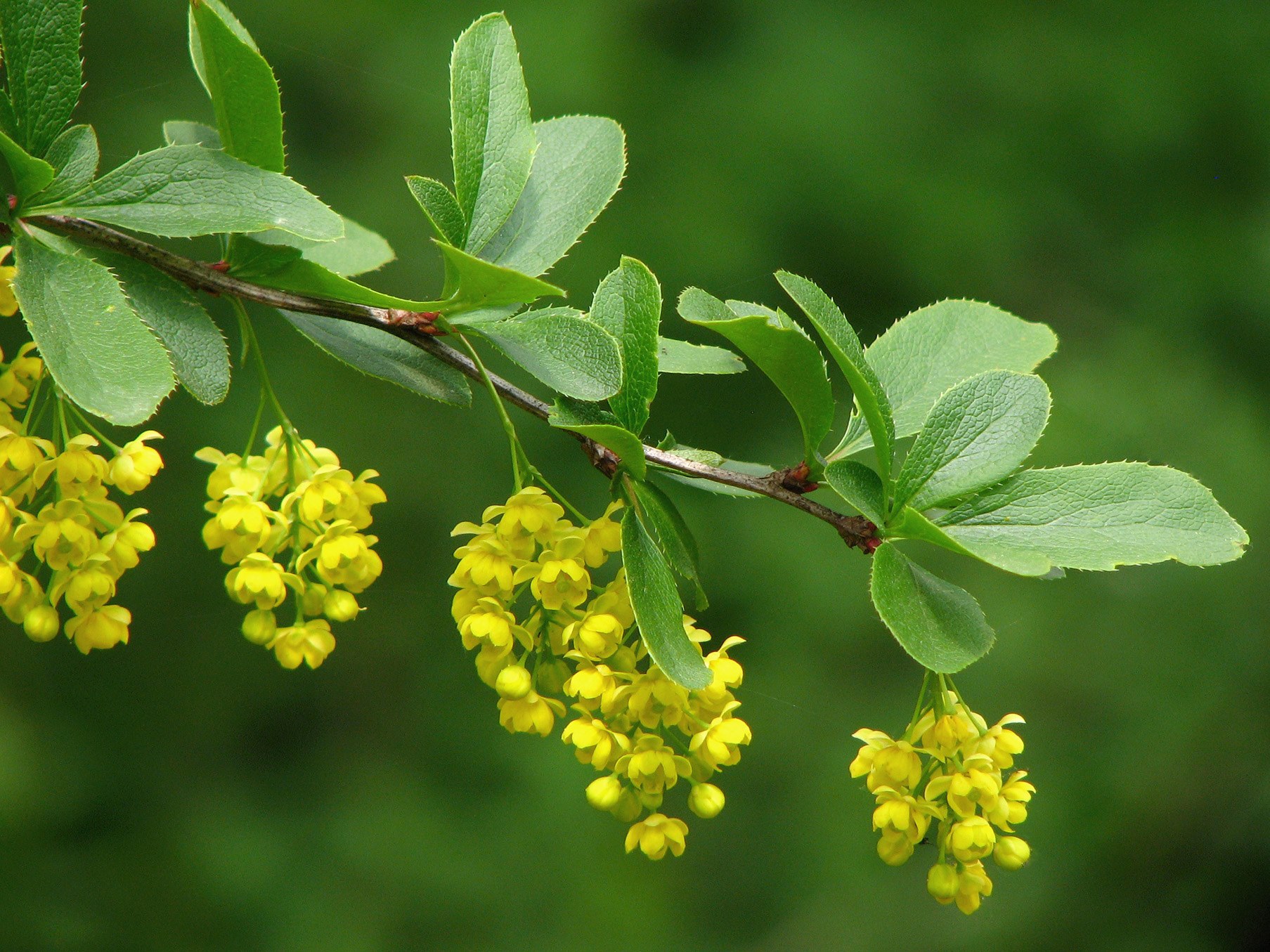 Obična žutika – korisna biljka