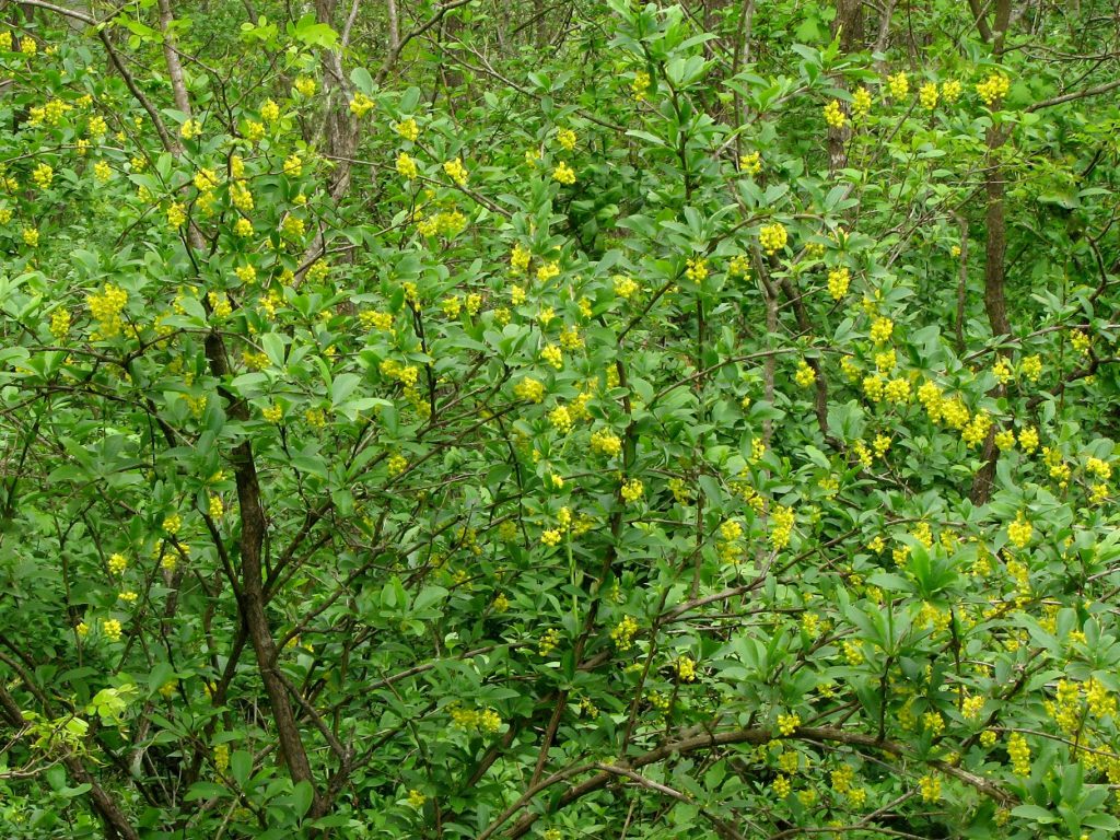 Obična žutika, Berberis vulgaris