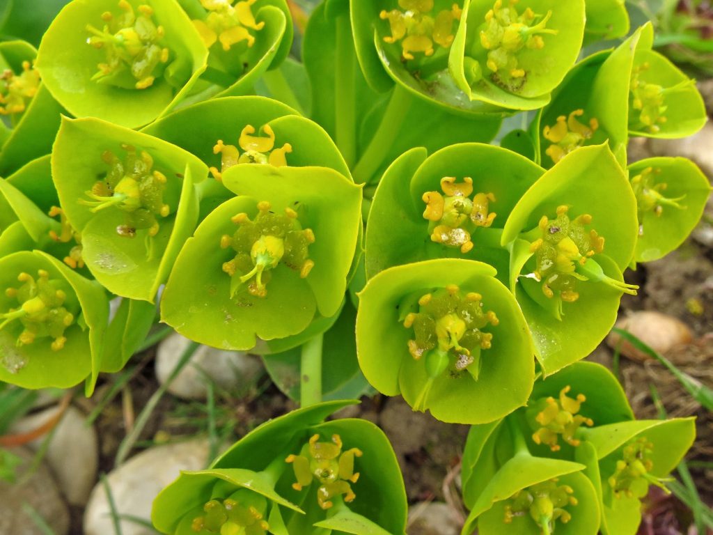 Uskolisna mlječika, Euphorbia cyparissias