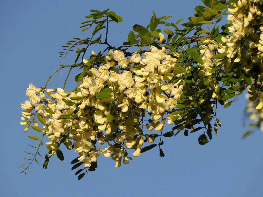 bagrem, Robinia pseudoacacia