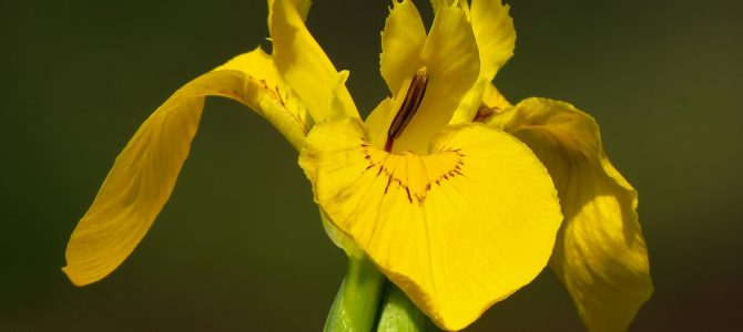 Žuta perunika – žuti ukras vodenih staništa