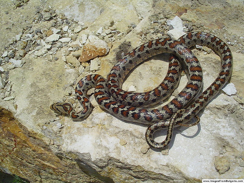 Crvenkrpica – najljepša hrvatska zmija