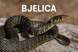 bjelica, Zamenis longissimus, eskulapova zmija