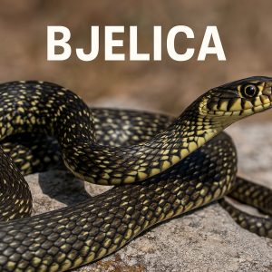 bjelica, Zamenis longissimus, eskulapova zmija