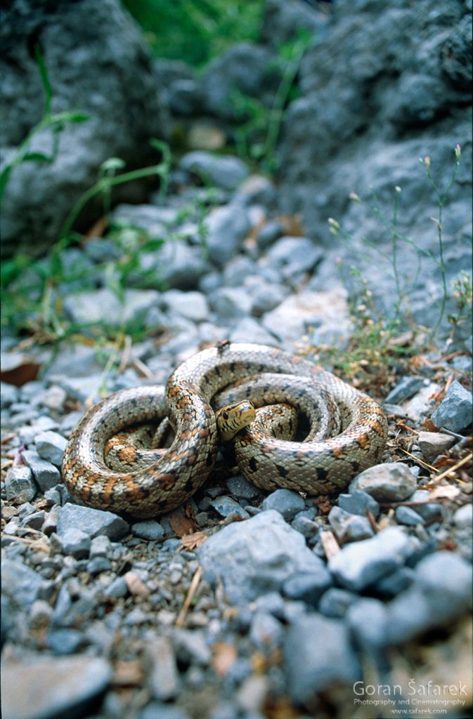 crvenkrpica, Zamenis situla