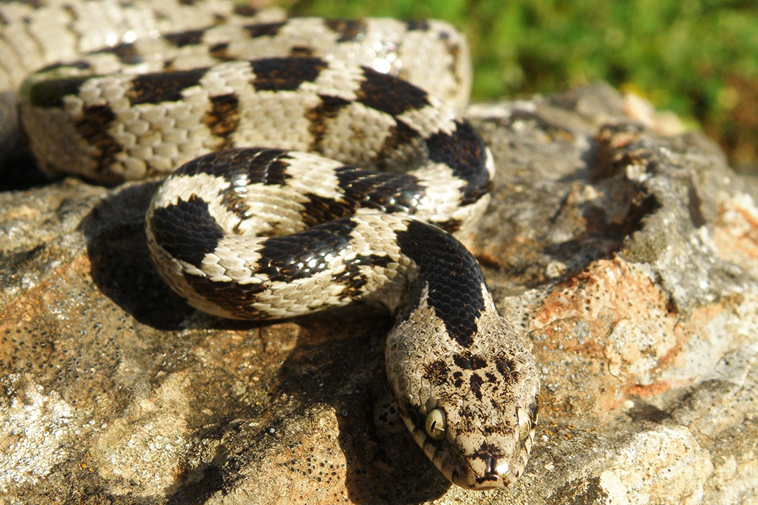 Crnokrpica – zmija poluotrovnica