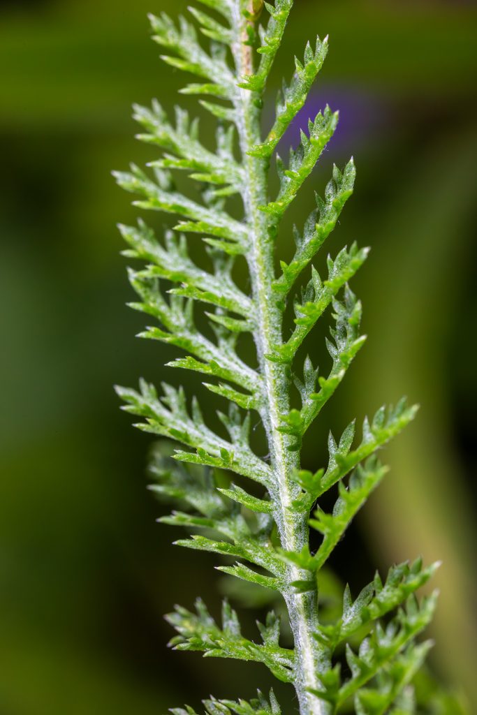 stolisnik, Achillea millefolium
