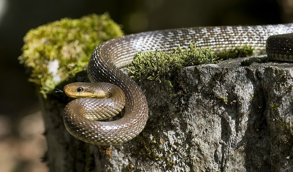 bjelica, Zamenis longissimus, eskulapova zmija