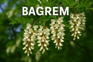 bagrem, Robinia pseudoacacia