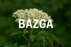 bazga