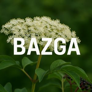 bazga