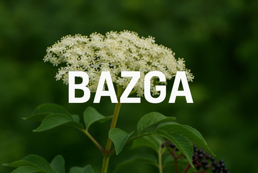 bazga