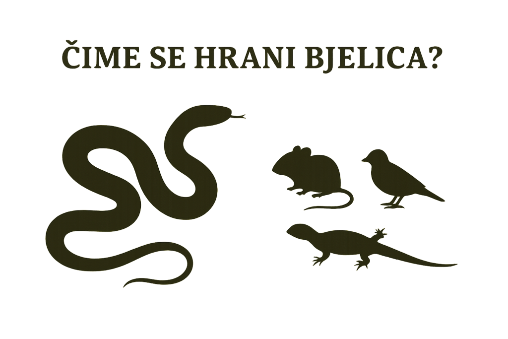 bjelica, Zamenis longissimus, eskulapova zmija
