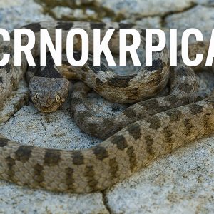 zmija crnokrpica, Telescopus fallax
