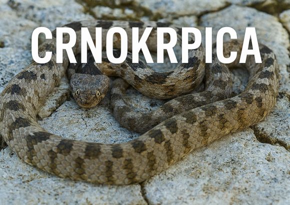 zmija crnokrpica, Telescopus fallax