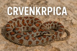 crvenkrpica