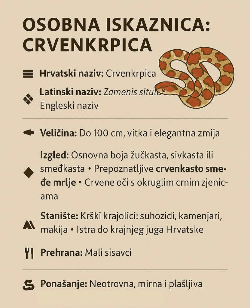 crvenkrpica, Zamenis situla