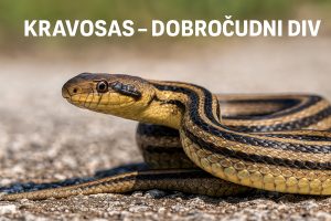 Kravosas, Elaphe quatuorlineata,četveroprugi guž, zmije, zmija