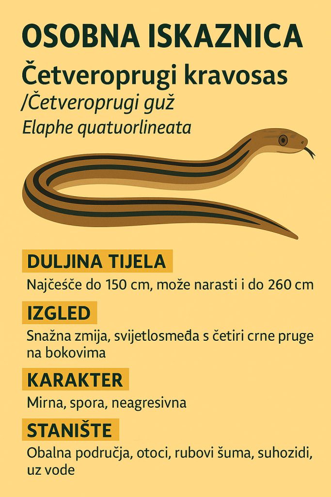 Kravosas, Elaphe quatuorlineata,četveroprugi guž, zmije, zmija