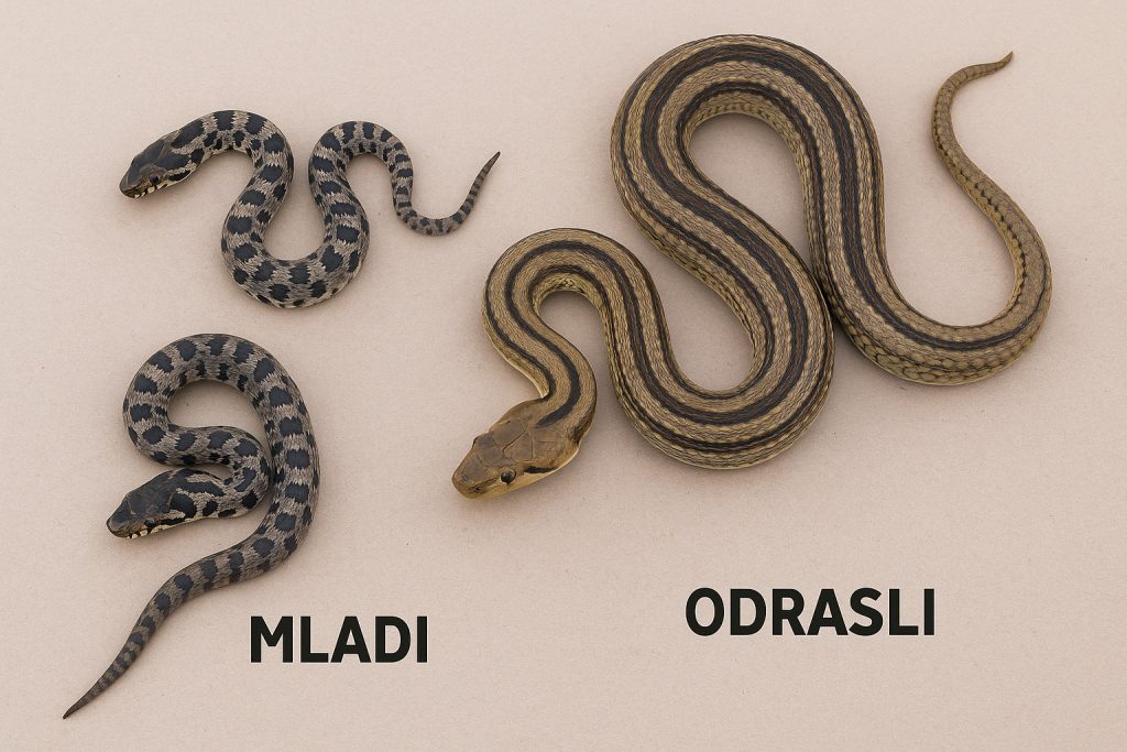 Kravosas, Elaphe quatuorlineata,četveroprugi guž, zmije, zmija, mladunci