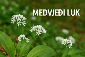Medvjeđi luk, Allium ursinum