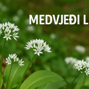Medvjeđi luk, Allium ursinum