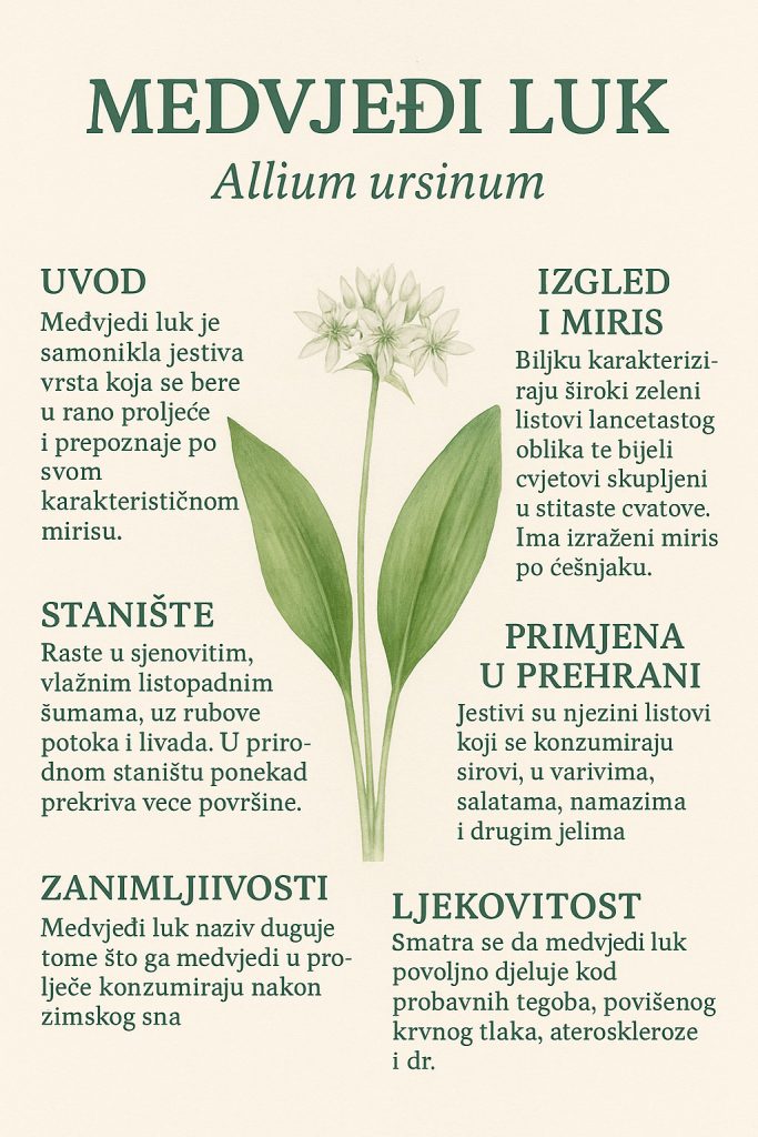 Medvjeđi luk, Allium ursinum
