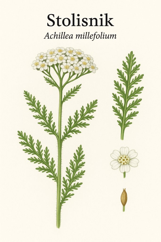stolisnik, Achillea millefolium