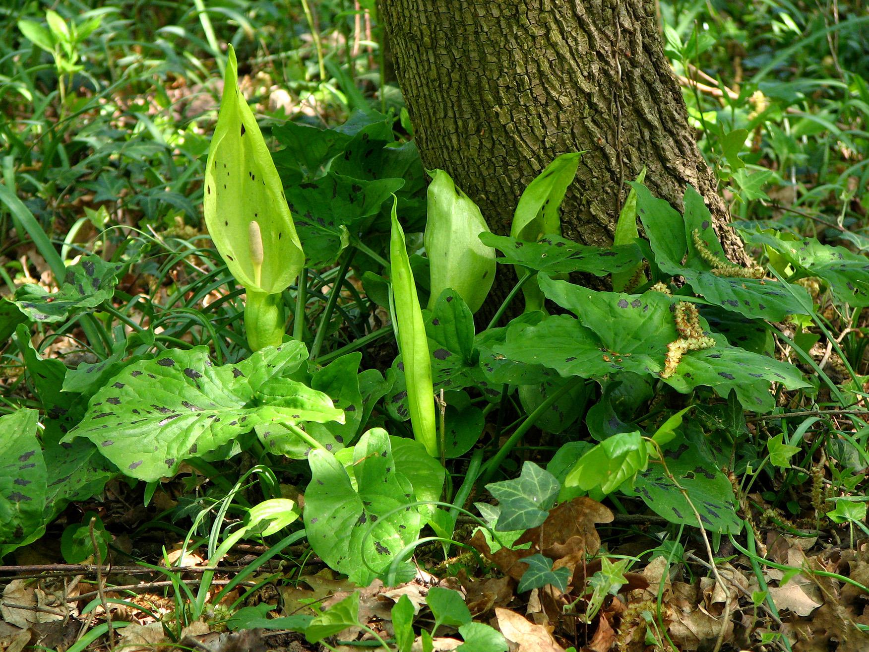 Kozlac, Arum maculatum
