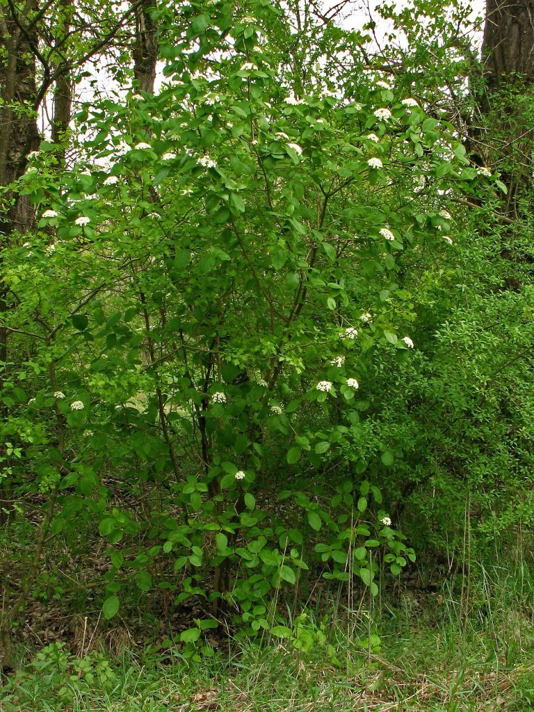 Crna hudika, Viburnum lantana