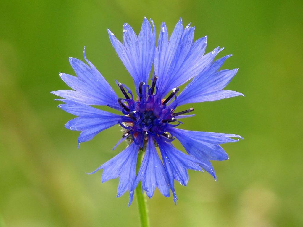 različak, Centaurea cyanus