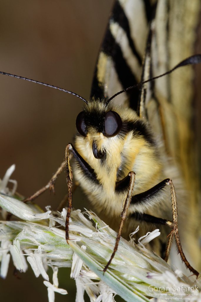 Prugasto jedarce, Iphiclides podalirius, leptiri, biokovo