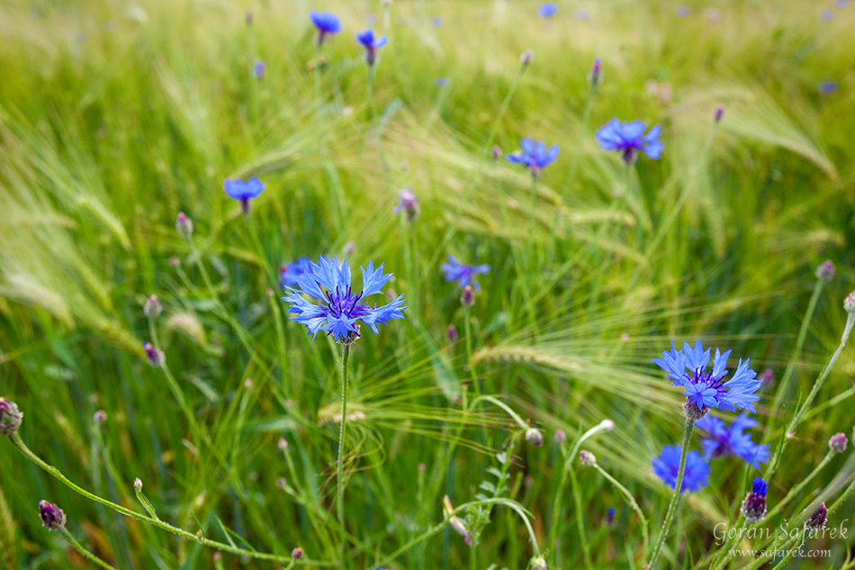 različak, Centaurea cyanus