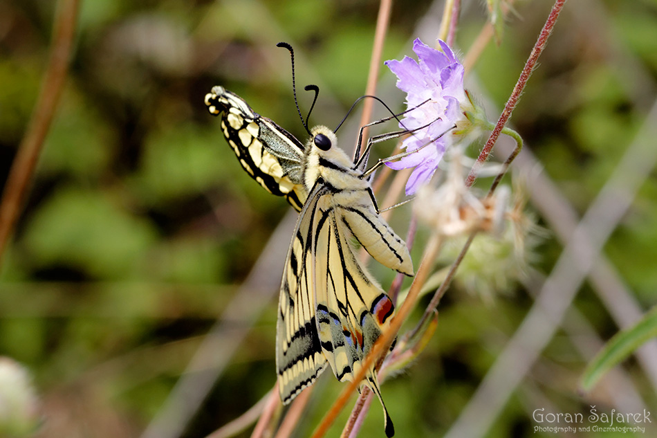   Lastin rep, Papilio machaon