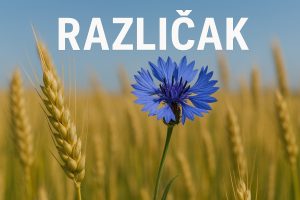 različak, Centaurea cyanus