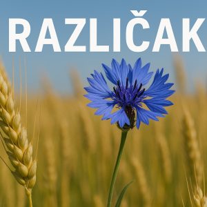 različak, Centaurea cyanus